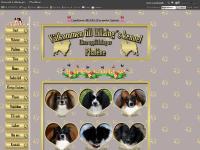 Kennel Lillaing´s - Phaléne