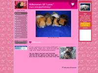Förstasidan - www.lyans-marsvin.se Förstasidan - www.lyans-marsvin.se