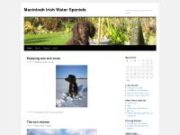 macirishwaterspaniels.co.uk irish water spaniel, irish water spaniel dogs, irish water spaniel