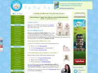 maltesemaniac.com - maltesemaniac