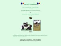 staffordshire bull terrier, staffie, stafford, chiens de compagnie staffordshire bull terrier, staffie, stafford, chiens de compagnie