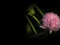 statistik för monas - Monas Sida