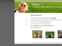 monbeagle.be galerie, photos, beagle