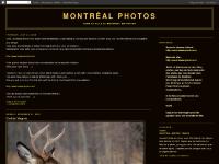 mtl-photos.blogspot.com Cerf de Virginie, Cardinal, Vieux Port la nuit...