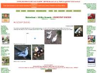 Utility Ducks : Muscovy ducks : : - the large South American duck.