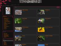 nature-granville-chausey.com Sables & Roches, Champignons, Flore sauvage