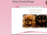 cavalier king charles, king charles cavalier, motala, östergötland  cavalier king charles, king charles cavalier, motala, östergötland
