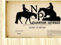 NP Quarter Horses Blue Roan and Cremello Perlino Stallion For Sale