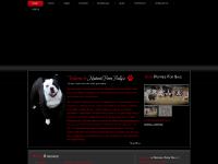 oldenglishbulldogsforsale.co.uk old bulldog puppies, english puppies, bullforce bullys oldenglishbulldogsforsale.co.uk old bulldog puppies, english puppies, bullforce bullys