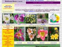 Heirloom Roses Halfiax N.S winter hardy rose,perennials nursery