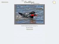 retriver, hundar, hund, valp  retriver, hundar, hund, valp