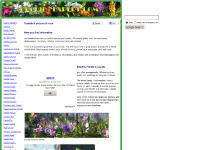 orchid-expert.com orchid picture vanda orchids flower white red species yellow cattleya plant picture nursery pink color orange purple photo blue bouquet violet pot orchid-expert.com orchid picture vanda orchids flower white red species yellow cattleya plant picture nursery pink color orange purple photo blue bouquet violet pot