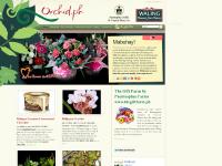 orchid.ph Philippine orchids, orchid, orchids orchid.ph Philippine orchids, orchid, orchids