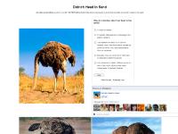 Pictures of Ostrich Head in Sand Pictures of Ostrich Head in Sand