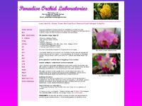 Orchid Cloning with Paradise Orchid Laboratories Hervey Bay QLD Australia ships world wide