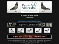 Pigeons Australia Pigeons Australia