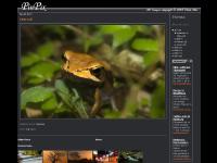 pinpix.blogspot.com frog, macro, Older Posts
