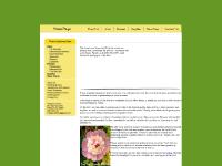 Daylilies, Directions  Daylilies, Directions