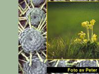 Peter Nilsson foto natur växter Peter Nilsson foto natur växter