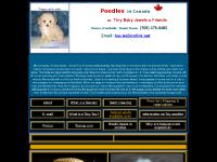 Teacup Poodles, Tiny Toys & Toy Poodles. Poodles in Canada. Teacup Poodles, Tiny Toys & Toy Poodles. Poodles in Canada.
