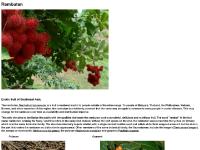 Opening the rambutan