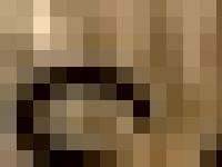 terrier, tysk jaktterrier, Deutsche Jagdterrier, hundar terrier, tysk jaktterrier, Deutsche Jagdterrier, hundar