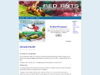 red-ants.net Red Ants, Life cycle of an Ant, Reproduction