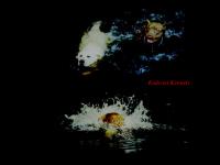 redcoatkennels.com chocolate, red nose, pitbull redcoatkennels.com chocolate, red nose, pitbull