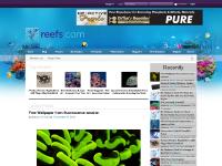 reefs.com manhattan, new york, reef reefs.com manhattan, new york, reef