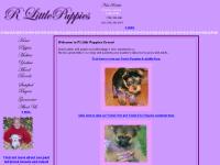 R Little Puppies - Maltese Yorkies, Mixed Small Toy Breed Puppies for sale