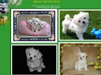 ROYAL TOY MALTESE