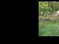 Sagverksassistance / Svanpellets Sagverksassistance / Svanpellets