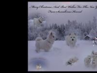 samokinas.se samojed, samoyed, samojedhund samokinas.se samojed, samoyed, samojedhund