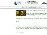 saving tigers, tigers, tiger, wild tiger  saving tigers, tigers, tiger, wild tiger