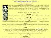 Select Cakes Select Cakes