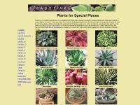 Shady Oaks Wholesale Hosta Agave Heuchera Yucca and Perennial liners