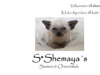 S*Shemaya´s & The Chi´s S*Shemaya´s & The Chi´s
