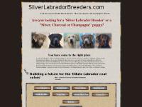 silver labradors