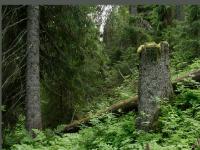 skogsvardnorr.se röjning, gallring, trädfällning skogsvardnorr.se röjning, gallring, trädfällning