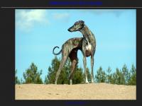 statistik för sloughi - Sloughi, whippet, Galgo Espanol, Borzoi, Italiensk vinthund, Whippetrace, Loure coursing, Rundbana statistik för sloughi - Sloughi, whippet, Galgo Espanol, Borzoi, Italiensk vinthund, Whippetrace, Loure coursing, Rundbana
