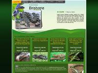 Snake Catchers Brisbane Snake Catchers Brisbane