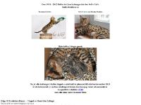 Bengalkattungar till Salu Bengalkattungar till Salu