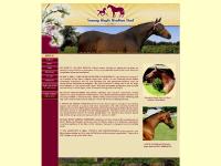 Anglo Arabian Horse Breeders - Sunray Anglo Arabian Stud