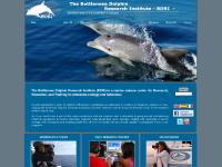 thebdri.com BDRI, Bottlenose dolphin, field research courses