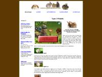 Types Of Rabbits With Pictures | Rabbit Types | Rabbit Pictures Types Of Rabbits With Pictures | Rabbit Types | Rabbit Pictures