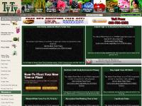 tytyga.com tyty online plant tree nursery, canary island palm, raptor palm tree