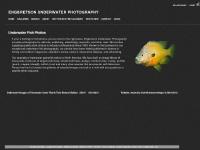 Engbretson Underwater Photography