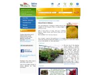 walkersplantcentre.co.uk | Chrysanthemum and Bedding Plant Specialist in Chester | Home Page walkersplantcentre.co.uk | Chrysanthemum and Bedding Plant Specialist in Chester | Home Page