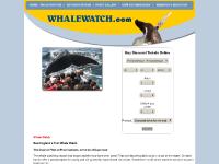 Cape Cod Whale Watching, Dolphin Fleet of Provincetown MA, Best in New England