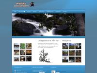 Cocktailpinne, Elddon, Gul kantarell, Jubileumslåda  Cocktailpinne, Elddon, Gul kantarell, Jubileumslåda